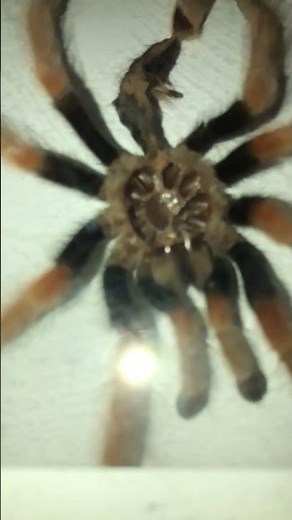 How,why and when do tarantulas molt