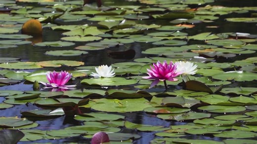 Water Lilies, Plant, Wildflower. Free Stock Video