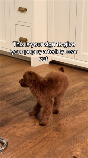 Dale a tu cachorro un corte de oso de peluche