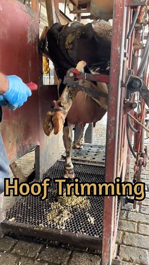 It may seem like the cow is going to be hurt while in the chute, when actually it’s quite common for a cow to go into the chute with a painful hoof and leave having that pain relieved. Trimming a cow’s hooves is extremely important for her health and well being and lots of farms have their own hoof trimming chute and hoof trimmer! #dairy #cow #hooftrim #chute #appleton #vet #farmer #trimmer #hooftrimmer #foot #dairydoc #dairykind | Dairy Doc
