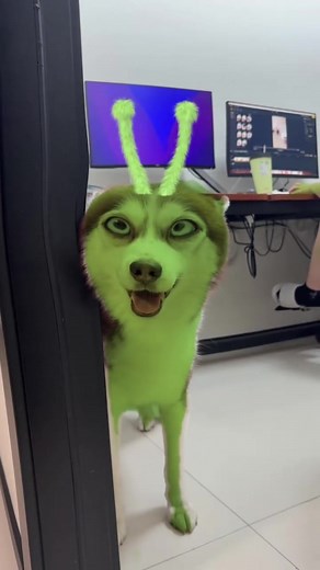 Adorable Alien Puppy: A Cutest Dog Compilation