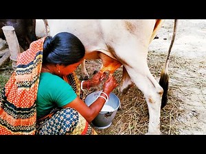 Woman milking cow by hand | Amazing cow milking video | Village life