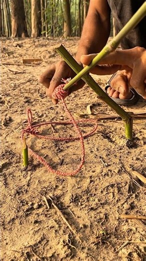DIY Trap creative: How to create survival trap #trap #survivalskills
