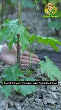 Plant Pruning Techniques for a Bountiful Harvest #farmernews #agriculture