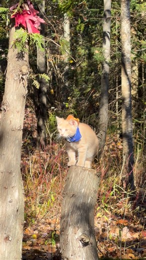 8.5K views · 576 reactions | Meowdy purrtners. Tree observation complete. Time to get Spicer 類 If you’re a fan of Jack Spicer’s kitty cat cowboy content please consider subscribing or joining his Patreon linked in bio  everything helps ❤️ #cat #cats #catlover #catsofinstagram #catlovers #cats_of_instagram #kittycat #tuxedocat #kitty #catlife | Aaron Apps | Facebook