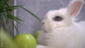 Slo-mo of a curious rabbit shaking his nose and his law while breathing
