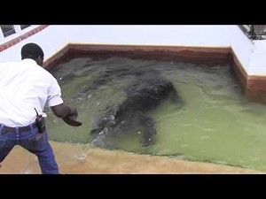 Inside the Habitat of One of the Biggest Alligators in Captivity