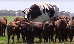 Australia's Biggest Cow Is Literally Too Fat to Be Killed