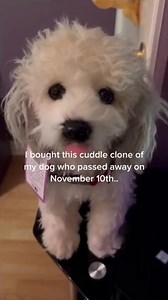 A Cuddle Clone will never replace your dog, but it can bring comfort during such a difficult time. ❤️ | 🎥: ventiisactuallyafairy (via TT) | #cuddleclones #customstuffedanimal #dog #dogs #petlover #giftsforpetlover #dogsoffacebook #doglover #cuteanimals #rainbowbridge #petloss #petmemorial #customersmostloved | Cuddle Clones