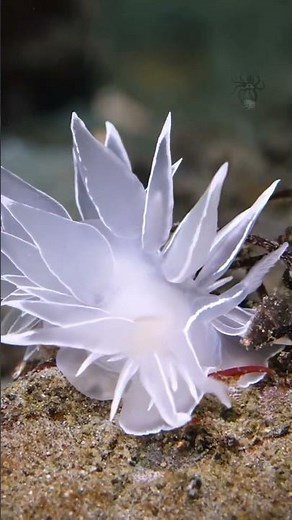 Sea Slug OSRS | Slugging Cutely Under The Sea #sea #pokemon #cuteanimals