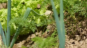 Agricultural Practices - Carrots, Lettuce, and Scallions Panning Close-Up
