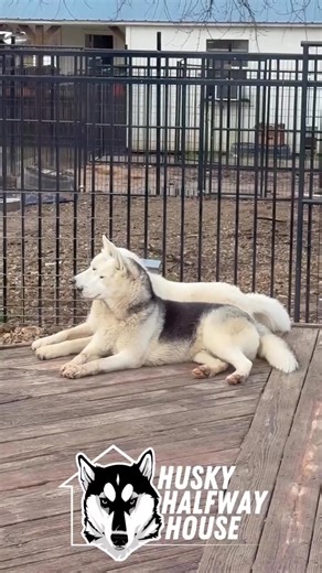 The best thing you can do for your husky is… get them a husky. 💙 Double the chaos. Double the love. Adopt 🩷 #huskyhalfwayhouse #halfwayhusky #huskyrescue #tilltheyallhavehomes | Husky Halfway House