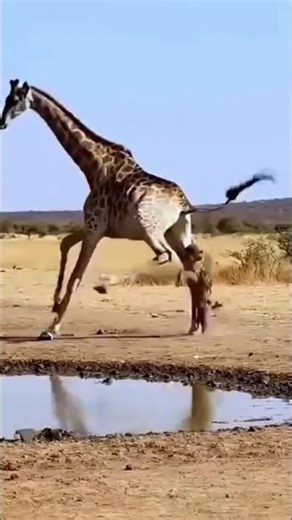 Power in giraffe🦒 kick. #viral #youtubeshorts #wildlife #nature #animalfacts #giraffe 🦒