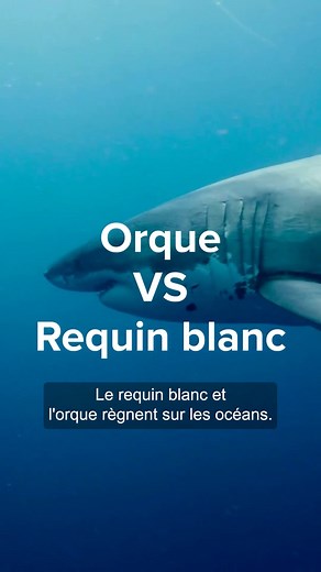Entre l'orque et le requin blanc, qui est le plus fort 🦈 ? Réponse… | Science & Vie