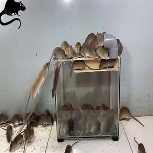 7.7K views · 72 reactions | Top 10 best mouse traps with plastic pipes _ 60 rats are trapped in the mousetrap | Best Moments | Facebook