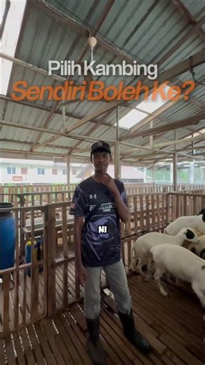 Nak buat akikah dan nak pilih kambing sendiri? 🐐