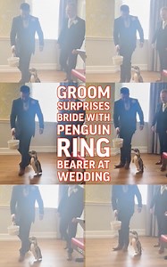 Groom surprises bride with penguin ring bearer at wedding | The US Sun - Moms
