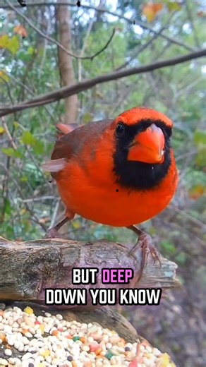 When a cardinal sings, it’s your angel reminding 💕👇👇 | Cardinal Bird Fans Page