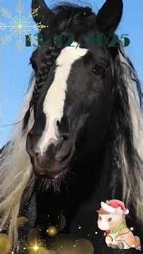 #13 Calendrier de l'avent 2025 - des nouvelles de Bill et Bacchus