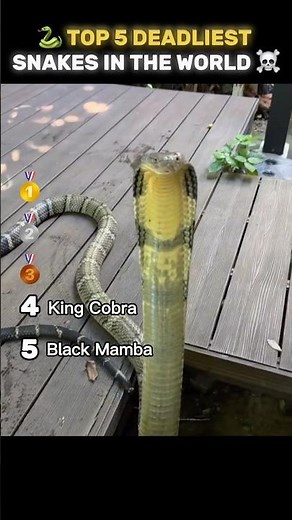 🐍 TOP 5 DEADLIEST SNAKES IN THE WORLD ☠️