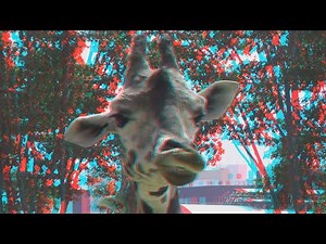 Giraffes 3D anaglyph