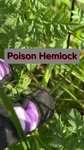 How To Tell Wild Carrot From Hemlock #nature #hemlock #foraging #wildcarrot