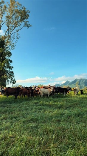 Some days it’s therapy, some days it’s the reason we need it….IYKYK🤠 . . . #agricultureaustralia#buckingbulls#beefbreeding#rodeo
