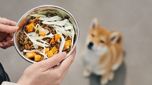 Can dogs eat butternut squash? Find out if they can gorge on this gourd
