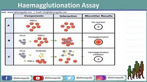 Haemagglutionation Assay (HA) | Lab Tests Guide