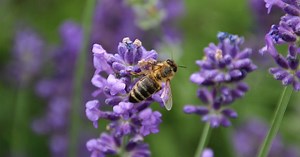 Wayside Publishing | EntreCultures