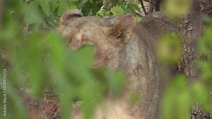 lioness, half hidden behind the leaves of a mopane tree, comes out of her hide and joins another lioness with her wildebeest meal