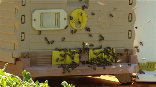 Backyard amateur beekeeping on the rise, including in San Diego County