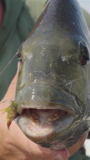 Fly Fishing for Sheepshead with the Moment 6wt