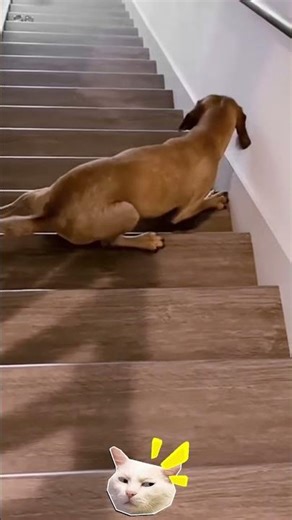 Epic Pet Fun Fails! 😂 #shorts #viral