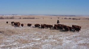 Did you miss The American Rancher on RFD-TV? Watch the latest episode featuring Keith Cattle Company and Watson Ranch today! | Red Angus Association of America