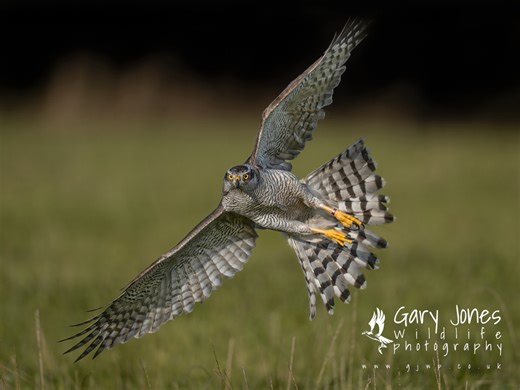 11K views · 289 reactions | In between our Goshawk workshops Gauntlet Birds of Prey, Eagle & Vulture Park, Knutsford, the birds are kept in tip top condition. Here is North, the stunning female Goshawk working. She is an amazing bird that all our workshop guests this year have stunning images of. We have a couple of places on the final workshop this year, Saturday 13th December. I’ll pop the link in the comments below. | Gary Jones Wildlife Photography | Facebook