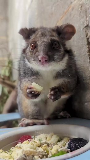 54K views · 1.8K reactions | Munch, munch, munch 殺 This is the ring-tailed possum. These little guys have excellent night vision and will eat their own faeces in order to get the maximum amount of nutrients available in eucalyptus leaves. Discover more  bit.ly/ringtailedpossum  Amelia Kennett #ausgeo #ringtailedpossum #loversofwildlife #disoverearth #possumsofinstagram #discoveraustralia | Australian Geographic | Facebook