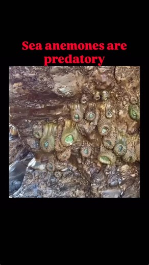 They may look like flowers swaying gently under the sea… but they’re alive, alert, and hungry. 🌊🌸 Sea anemones are predatory invertebrates, clinging to rocks in tide pools and reefs with a sticky foot called a pedal disc. Their vibrant colors inspired their name — borrowed from the land’s anemone flower. 🌺 They reproduce both sexually and asexually, and use their stinging tentacles to capture unsuspecting prey like fish and snails. 🐟🌀 And in a perfect twist of nature, clownfish live safely 