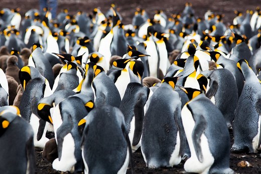 Why Do Penguins Huddle Together?
