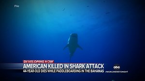 An American woman from Boston was killed by a shark while reportedly paddle boarding in the Bahamas. A lifeguard rushed to her on a rescue boat and performed CPR, but was not able to save her. Victor Oquendo reports. https://trib.al/Z44wGbF | ABC World News Tonight with David Muir