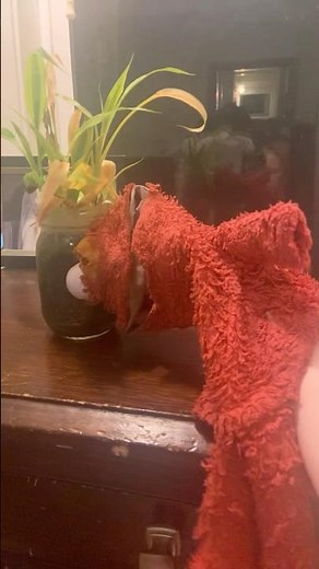 elmo world dorothy pirates question and mr noodle