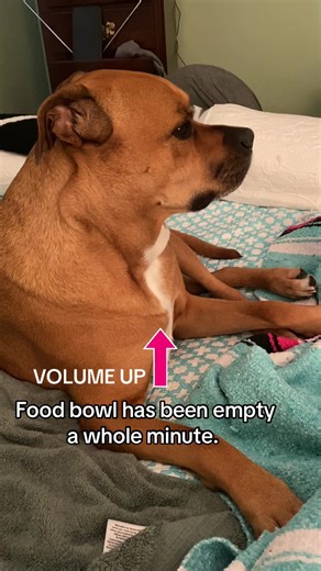 LOVELY LUNA - WHINING Does your dog whine? #dog #dogsoftiktok #fyp #doglover #rescuedog