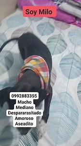 3.2K views · 46 reactions | Caso externo Nos reportan desde jardines...