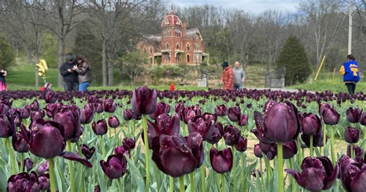 Celebrity tattoo artist Kat Von D's black tulip field draws crowds to Vevay