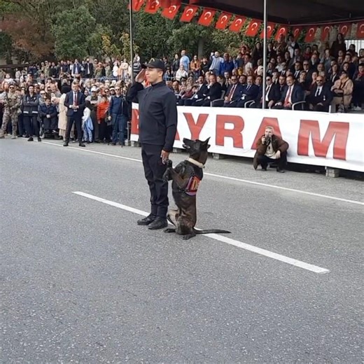 Turkey Military K9 Dog Training Elite War Dogs with Classical Obedience Tactical Skills.