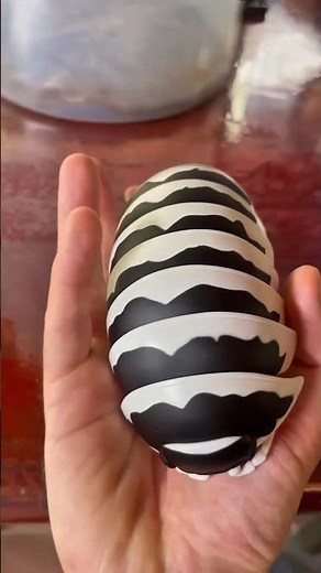 Giant Isopod Eating Food | Deep Sea Creature Facts 😱