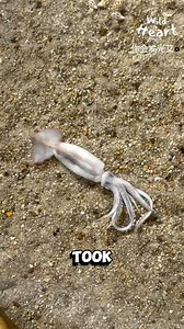 1.4M views · 10K reactions | Snails Swarm Squid in Seconds #babyloniasnails #sealife #marinesnails #scavengersnails #snailfeeding | Wild Heart | Facebook