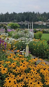 1.7K views · 2.2K reactions | Hello flower explosion!  This is what peak summer looks like in the cottage garden—blooms everywhere you turn. Take a good look at the daisies. We have about a week more to enjoy them. What's your favorite perennial? #summerperennials #perennialgarden #augustgarden #flowergarden #cottagegarden #summergarden #bloomingflowers | Shiplap and Shells | Facebook