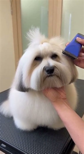 Grooming an adorable Lhasa Apso! 😍 Watch the fluff transform #DogGrooming #LhasaApso #PetCare