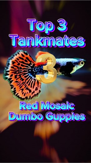 Top 3 Tank Mates for Red Mosaic Dumbo Guppies